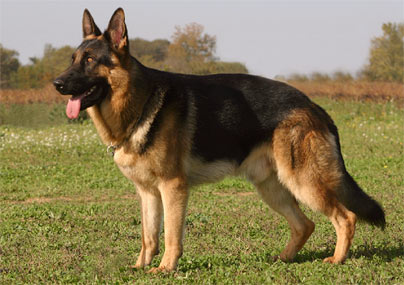 What is the largest German shepherd?
